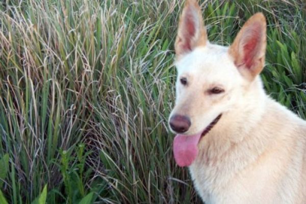 Perro Pastor Blanco Suizo pedigree FCA