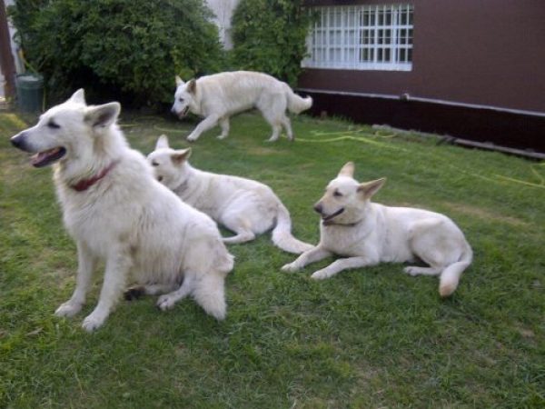 Perro Pastor Blanco Suizo pedigree FCA