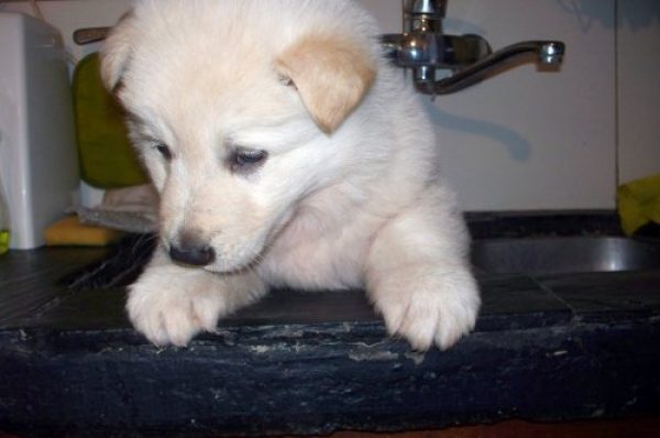 Perro Pastor Blanco Suizo pedigree FCA
