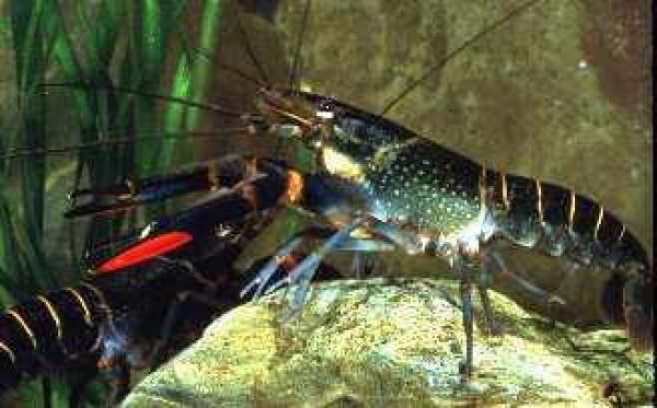 Langosta Australiana ( Red Claw ) de 10 cm - IMPERDIBLES !!!