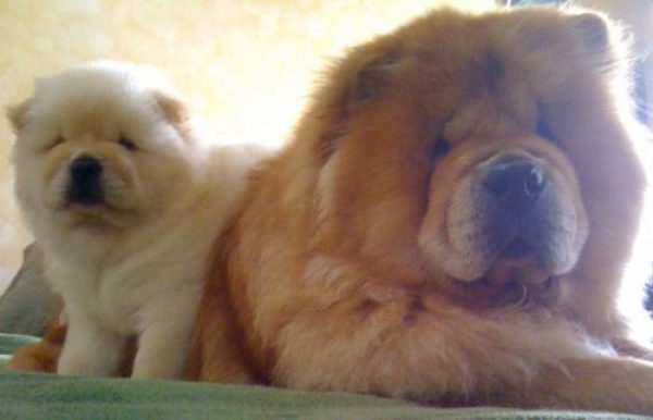  CHOW CHOW CACHORROS EXCELENTES