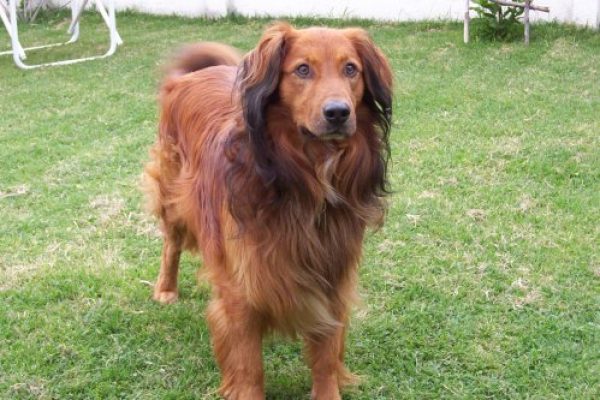 PACO BUSCA NOVIA