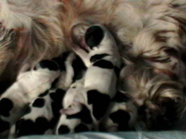 Canalejos Cocker Spaniel Ingl&eacute;s