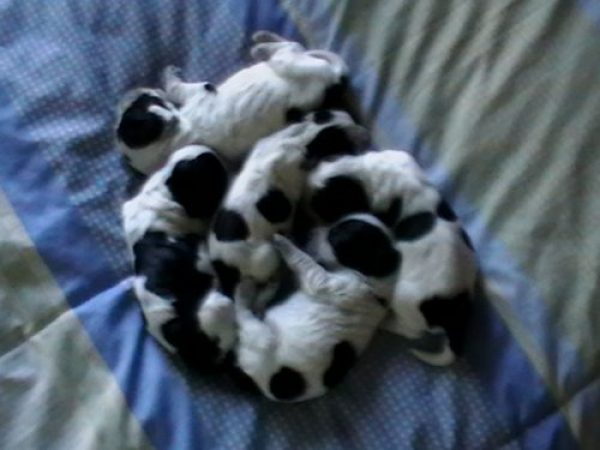 Canalejos Cocker Spaniel Ingl&eacute;s
