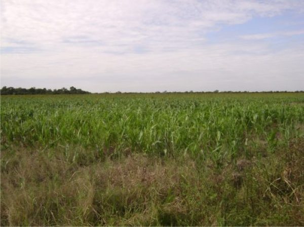 Campo en venta | 100has | Presidencia Roque Saenz Pe&ntilde;a