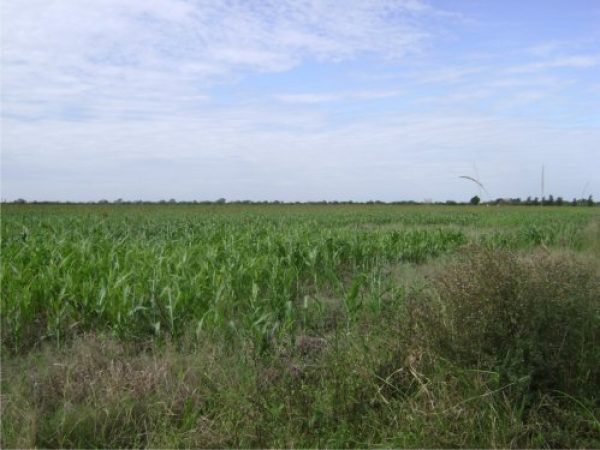Campo en venta | 100has | Presidencia Roque Saenz Pe&ntilde;a