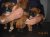 CACHORROS DE TODAS LAS RAZAS