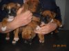 CACHORROS DE TODAS LAS RAZAS