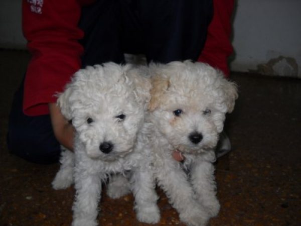 CACHORROS DE TODAS LAS RAZAS