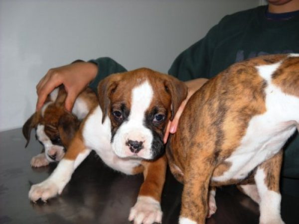 CACHORROS DE TODAS LAS RAZAS