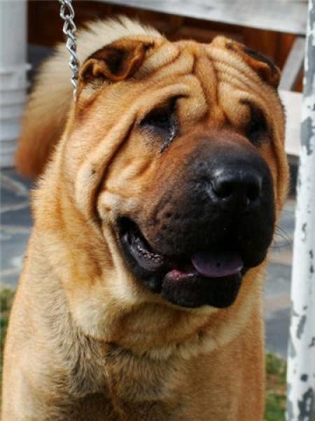 Servicio Shar Pei
