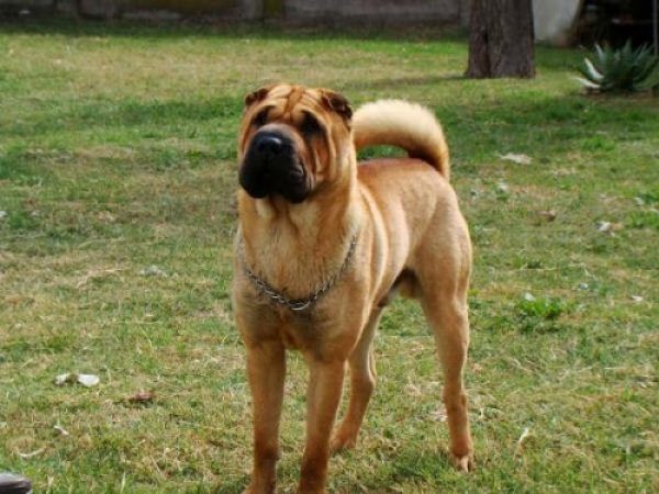 Servicio Shar Pei