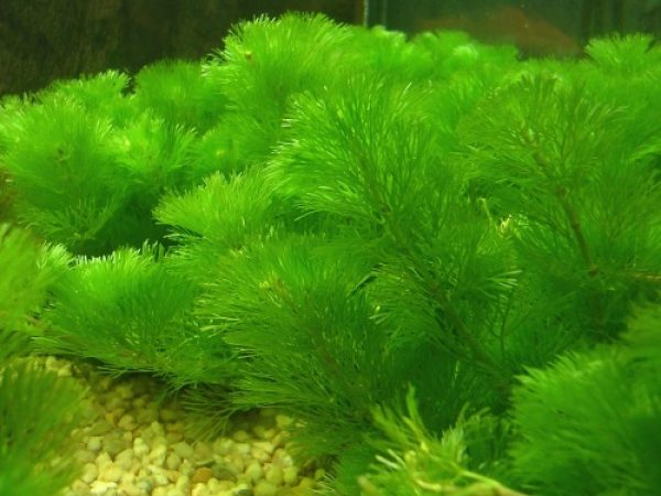 Plantas Naturales para Acuarios