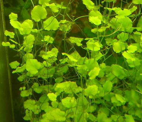 Plantas Naturales para Acuarios