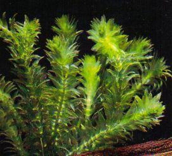 Plantas Naturales para Acuarios