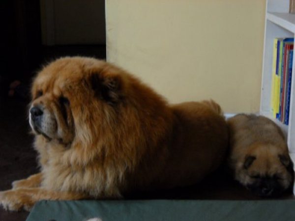 CHOW CHOW EXCELLENTE PEDIGREE