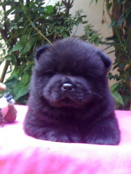 CHOW CHOW EXCELLENTE PEDIGREE