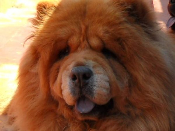 CHOW CHOW CON PEDIGREE