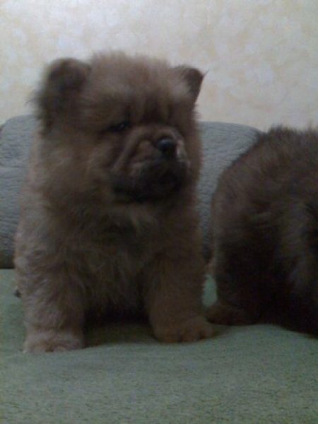 CHOW CHOW CON PEDIGREE