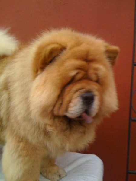 CHOW CHOW CON PEDIGREE