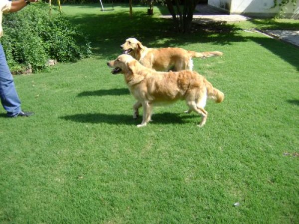 Vendo cachorros golden