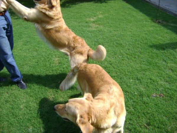 Vendo cachorros golden