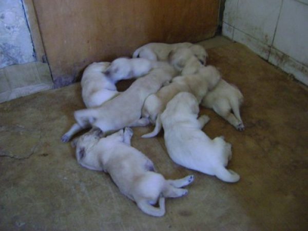Vendo cachorros golden