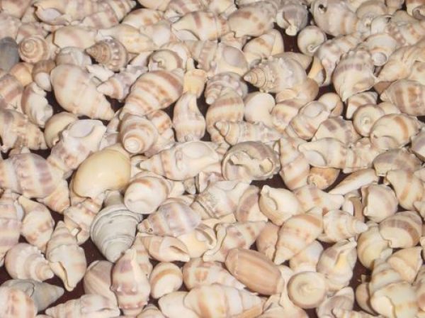 CARACOLES PARA ARTESANOS