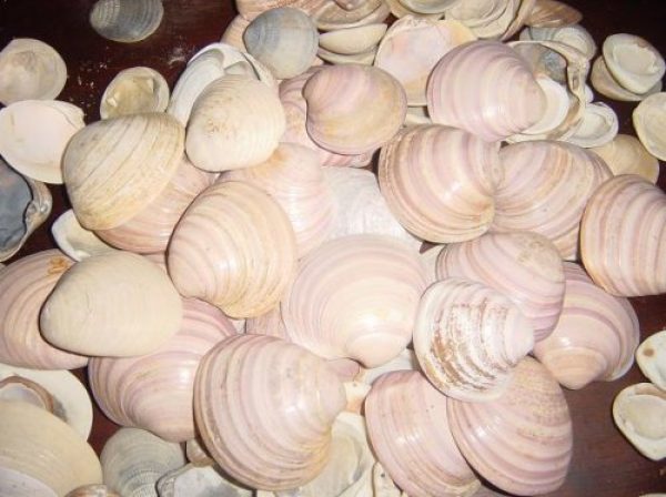CARACOLES PARA ARTESANOS