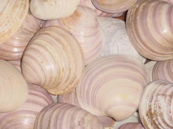 CARACOLES PARA ARTESANOS