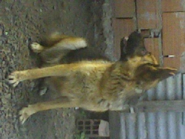 APROVECHA!  CACHORROS OVEJERO ALEMAN**
