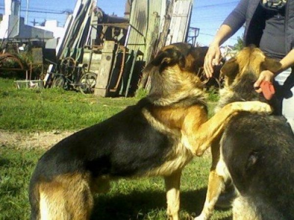APROVECHA!  CACHORROS OVEJERO ALEMAN**