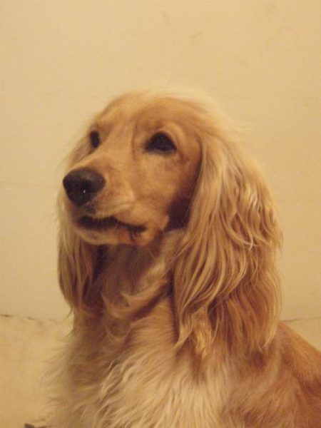 COCKER JOVER, BUSCA NOVIA !!!! 