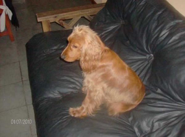 Servicio Cocker Spaniel macho Dorado