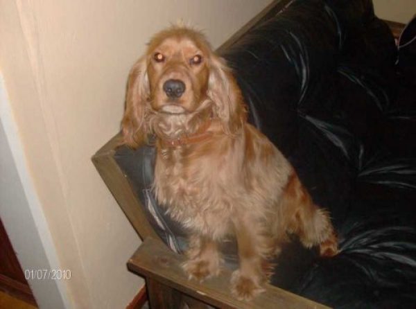 Servicio Cocker Spaniel macho Dorado