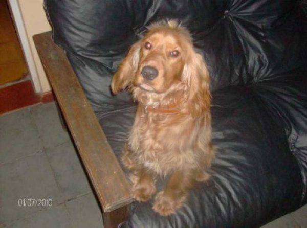 Servicio Cocker Spaniel macho Dorado