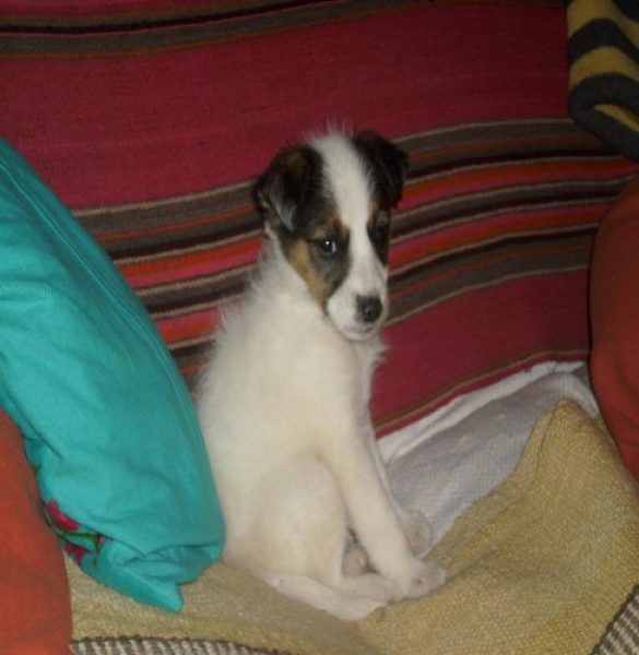 REGALO PERRITA! de 60 d&iacute;as