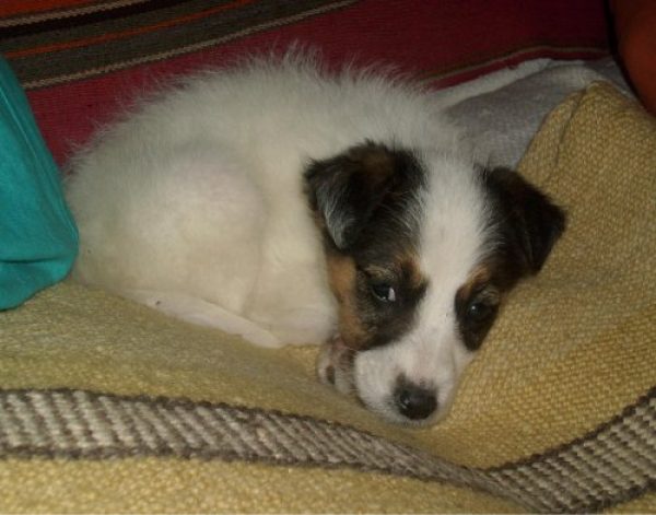 REGALO PERRITA! de 60 d&iacute;as