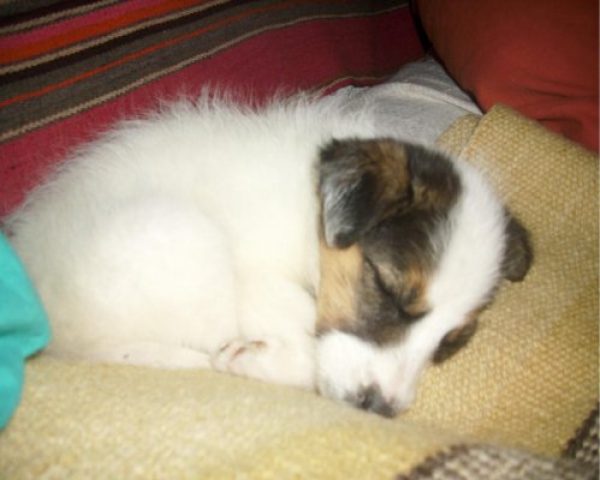 REGALO PERRITA! de 60 d&iacute;as