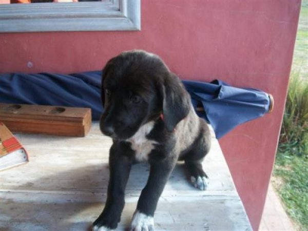 Cachorros Gran Danes Negros