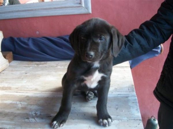 Cachorros Gran Danes Negros