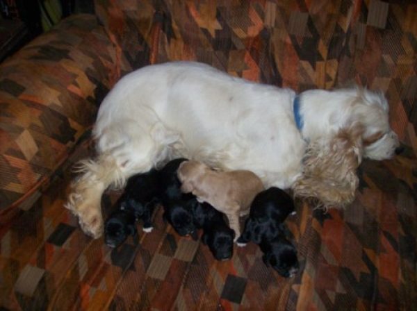 Cachorros cocker nacidos 6 de agosto
