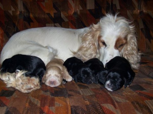 Cachorros cocker nacidos 6 de agosto