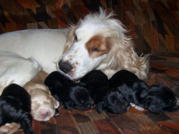 Cachorros cocker nacidos 6 de agosto