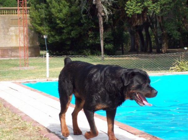 PASCUAL BUSCA NOVIA