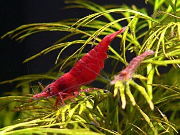 Vendo red cherrys..