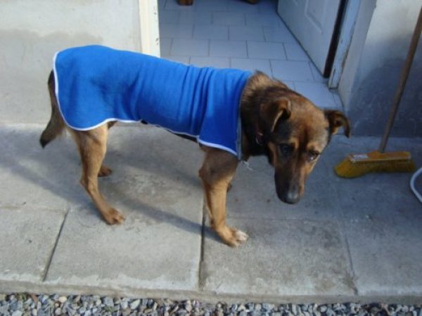 regalo perro pp