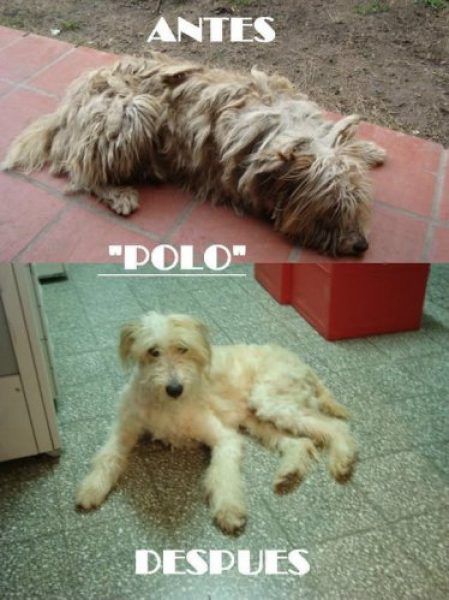 regalo perro cruza pastos ingles