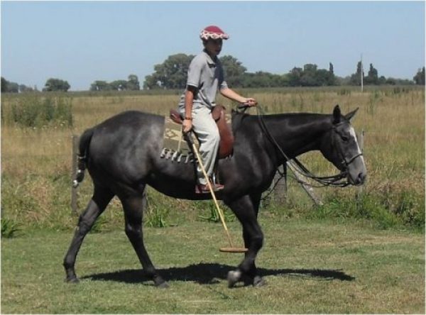 VENTA-DOMA Y PENSIONADO DE CABALLOS!!!! 
