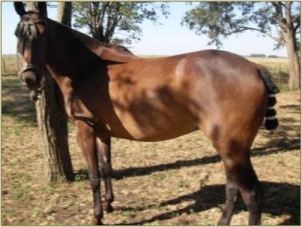 VENTA-DOMA Y PENSIONADO DE CABALLOS!!!! 